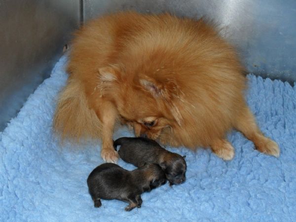 Dogzonline pomeranian best sale